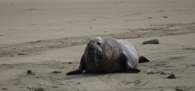 Point Reyes National Seashore day trips in california