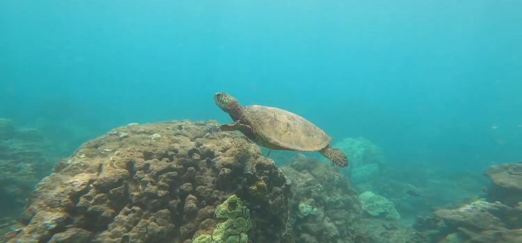 Coral Gardens snorkeling spot