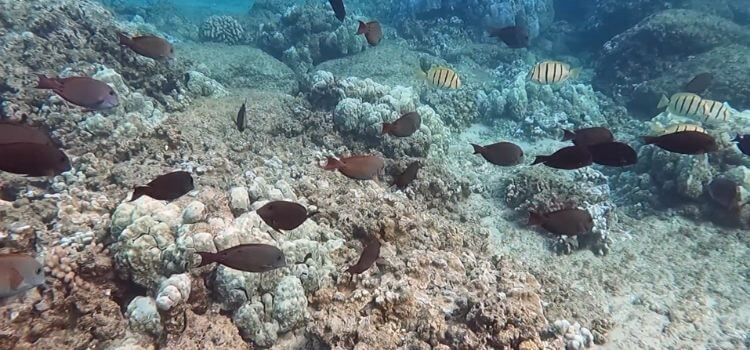  Kapalua Bay in snorkeling