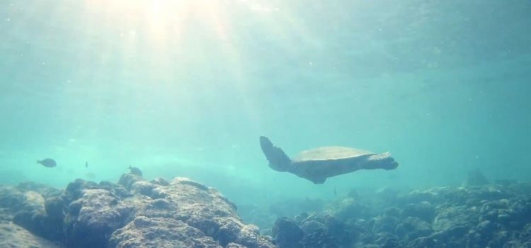 Kealakekua Bay