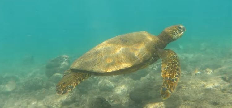 Lawai Beach Snorkeling Spots in Kauai