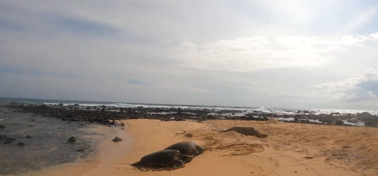 Poipu Beach Park Snorkeling Spots in Kauai